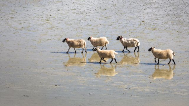 Овцы и их отражения в воде