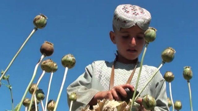 Opium cultivation in Afghanistan