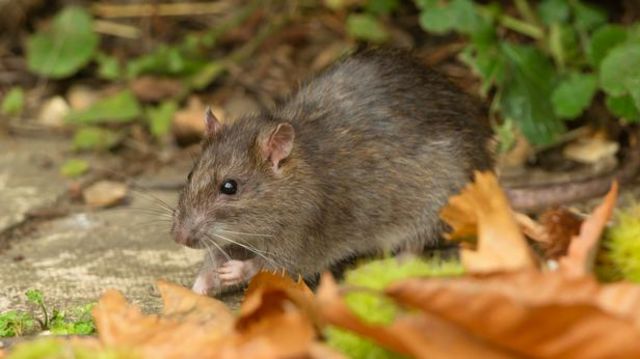 Animal doméstico passa doenças? Entenda 4 problemas transmitidos pelos pets  - 29/03/2019 - UOL VivaBem