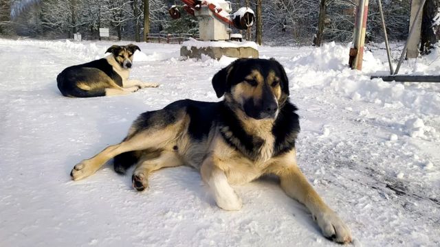 Собаки часто собираются рядом с КПП, где несут службу охранники