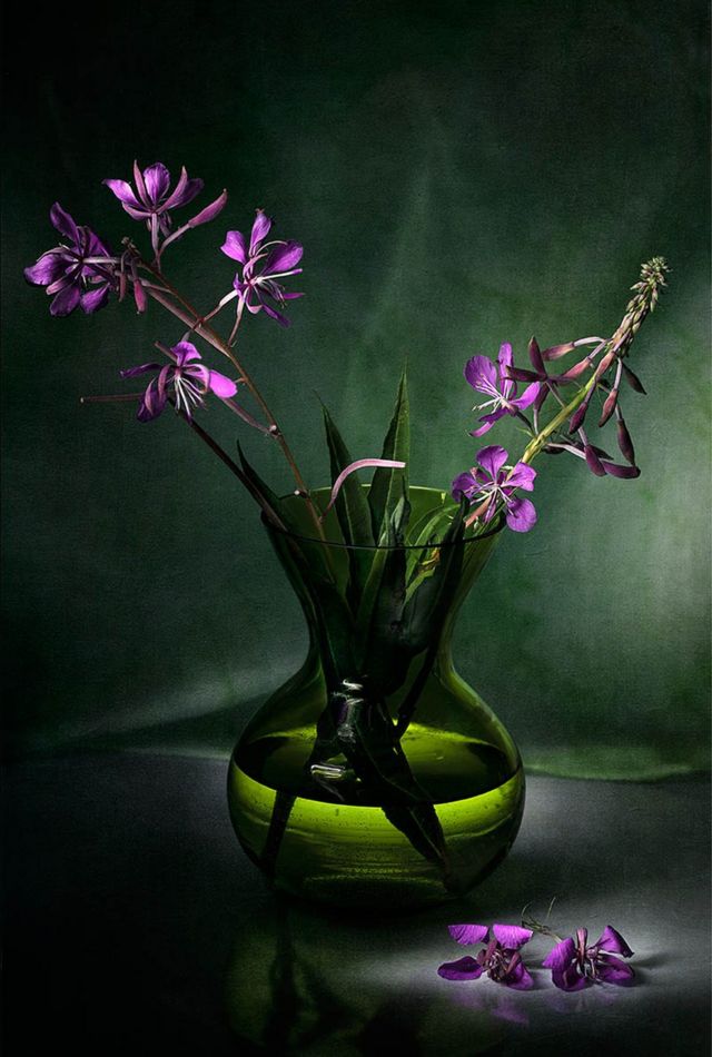 Vase in a dark room containing the flowers Chamaenerion angustifolium
