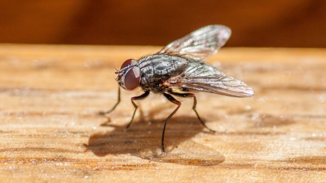 ハエを追い払おうと 自宅の一部吹き飛ばす フランス cニュース