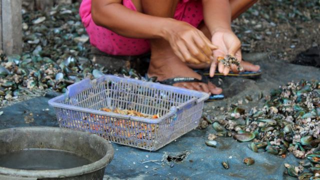 kerang hijau