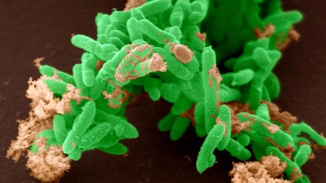 De Que Se Alimenta Geobacter Metallireducens www.bbc.com