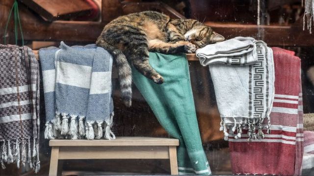 Kenyataan rumit tentang dengkuran kucing - BBC News Indonesia