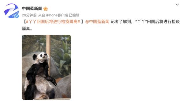 中国网民为什么请愿呼吁旅美大熊猫丫丫回国(photo:BBC)
