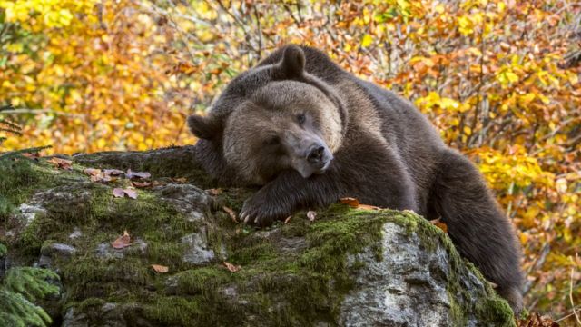 Биржевые "медведи" ждут своего часа