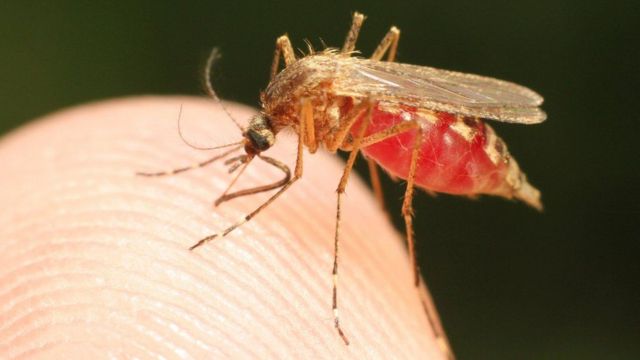 Mosquito