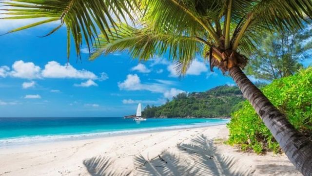 L'ackee et le poisson salé sont aussi synonymes de la Jamaïque que les plages parfaites de l'île.