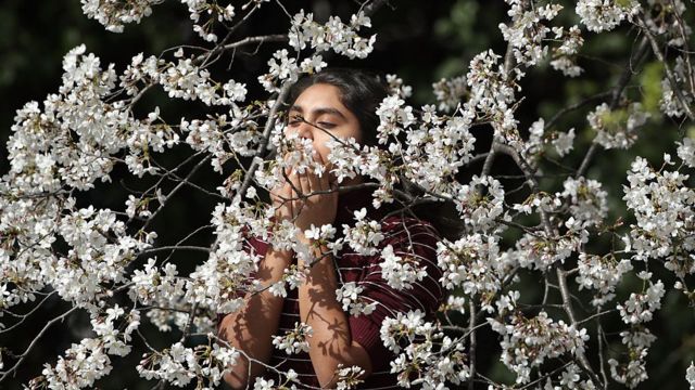 Mulher sentindo o perfume de flores em cerejeiras