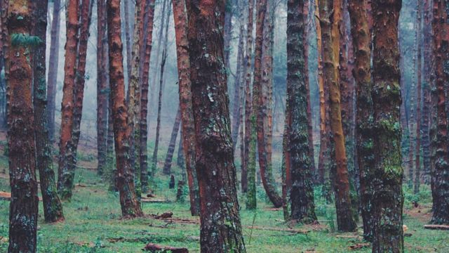 பசுமை பாலைவனமாக மாறும் கொடைக்கானல்