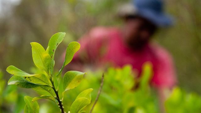 Recolectores de hoja de coca