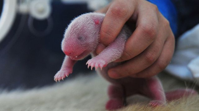 Panda bebé recién nacido en el Centro de Investigación y Protección del Panda Gigante en Wolong, China