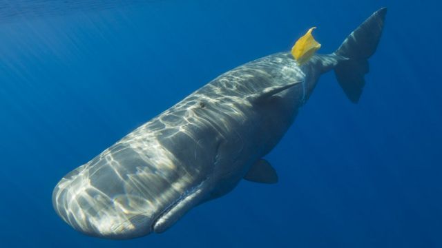 A sperm whale is pictured playing with a bright yellow plastic bag as it floats near the surface of the ocean