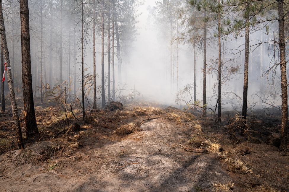 El humo llena el ambiente en un bosque en Gironda, cerca de Burdeos.