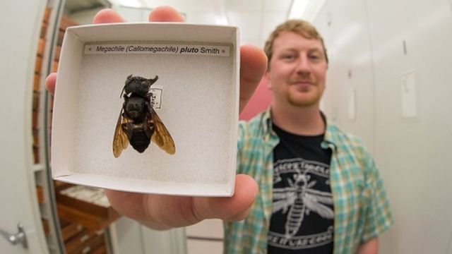 Eli Wyman com uma das poucas amostras de abelha gigante de Wallace conhecidas