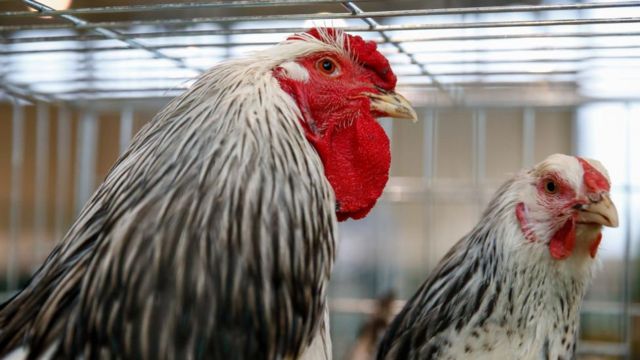 chicken