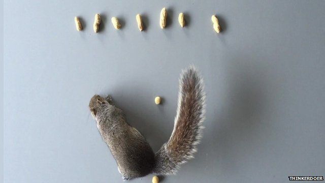 Cyril the squirrel