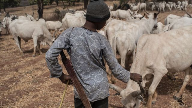 Darandaran fulani kan duro pẹlu agbo ẹran rẹ