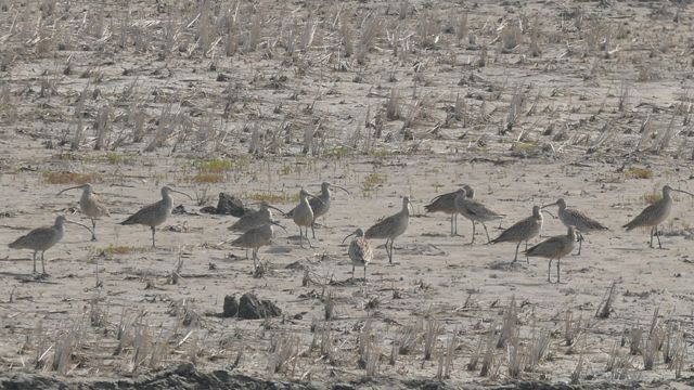 Zarapitos siberianos buscan por cangrejos en un campo seco de arroz, Corea del Norte