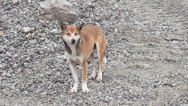 Anjing bernyanyi Papua, hewan 'sakral' yang diperkirakan dibawa ke