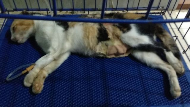 Kucing dan anjing jalanan yang disiksa: u0027Apa salah kami sehingga 