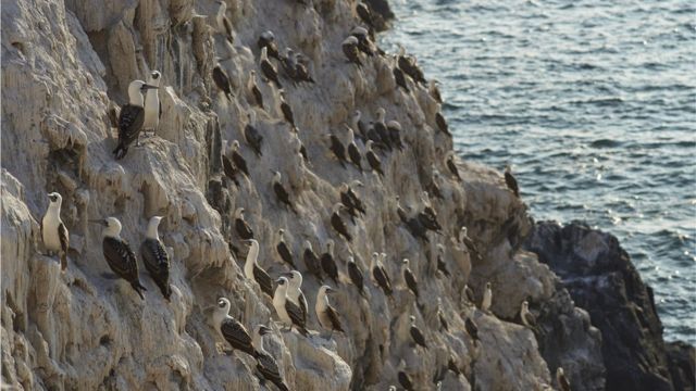 Aves marinas en la costa de Chile... y el guano.