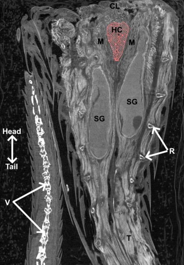 Ilustração mostra clitóris — hemiclitore (em vermelho) ao lado das glândulas odoríferas marcadas