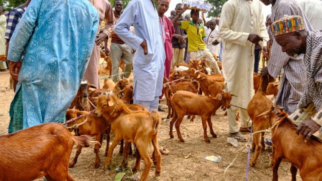 Ipob Bans Fulani Cattle Okwu Ndị Na Achị Ehi Abụghi Nke Ndị Igbo Sọọsọ Ohaneze Bbc News Ìgbò 4697
