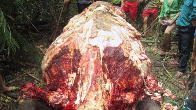 This fully skinned elephant carcases recovered in Vietnam