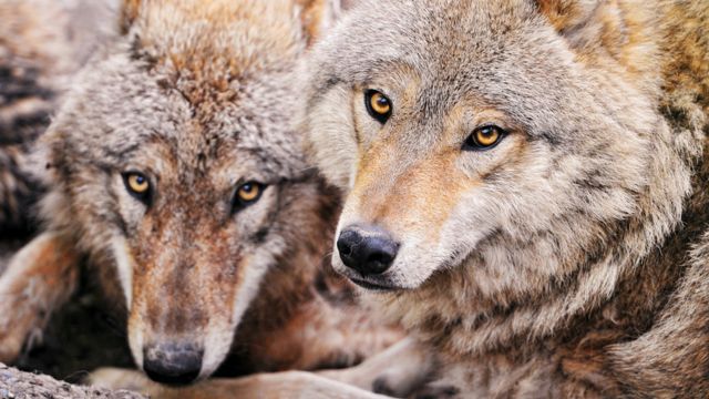 Стаи волков рыщут по швейцарским Альпам. Они нападают на скот, но убивать  их запрещено - BBC News Русская служба