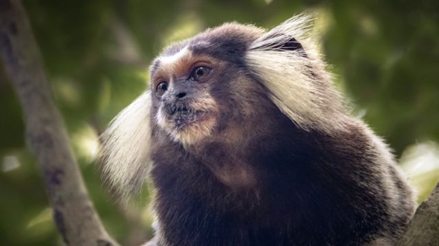 Macaco sagui em estado selvagem no rio de janeiro brasil