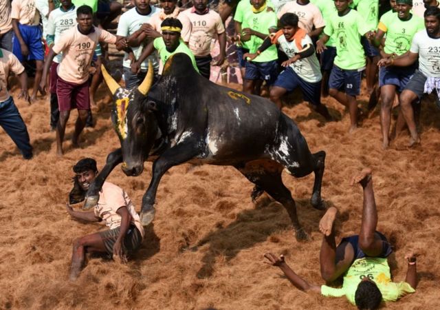 ஜல்லிக்கட்டு போட்டியில் பரிசு பொருட்களுக்காக மோதல்