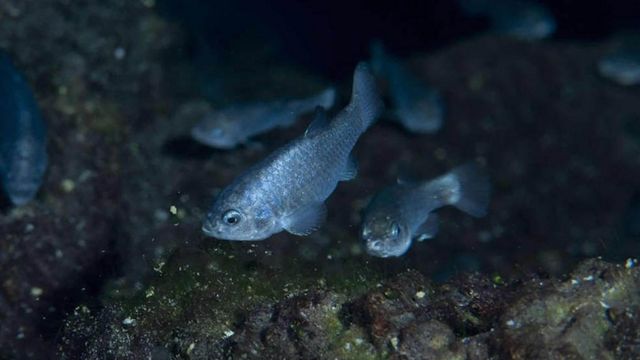 Peixes cachorrinhos do Buraco do Diabo