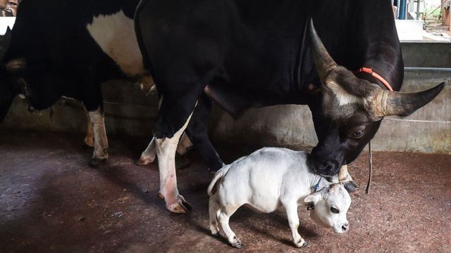 البقرة راني تقف بطول قامة تبلغ 51 سنتمتراً
