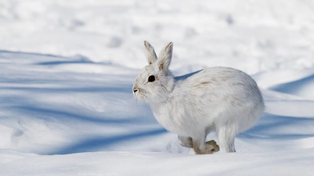 北美洲的雪鞋兔行为和大脑的化学变化与人类的创伤后遗症（PTSD）相似（Credit: Jim Cumming/Getty Images）(photo:BBC)