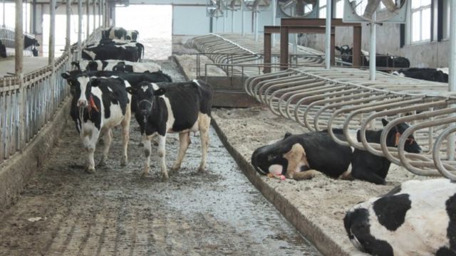 Overview of the Dairy Industry in Pakistan