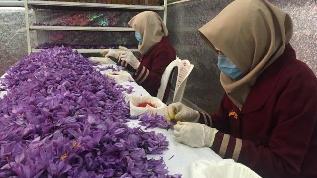 جشنواره گل زعفران
