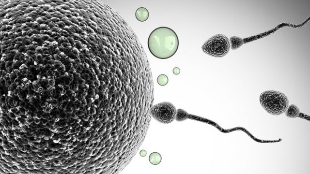 Сперматазоиды и яйцеклетка