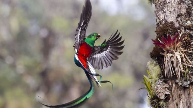 Bird