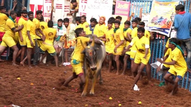 வாடிவாசலில் இருந்து மாடு பாய்ந்து வரும் போது ஒருவர் மட்டுமே பிடிக்க வேண்டும் என்கிற விதியின் படி ஒருவர் மட்டுமே ஏறு தழுவும் காட்சி