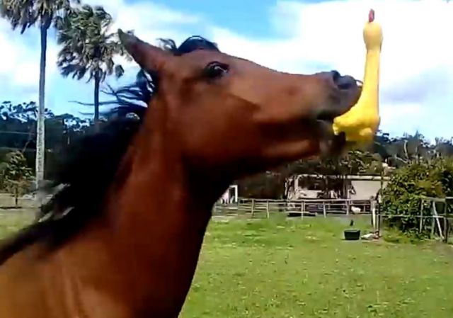 Horse playing with a rubber toy