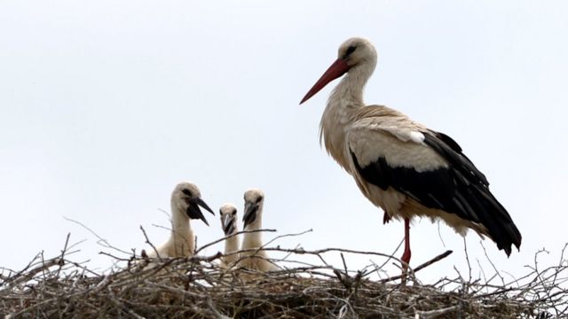 Storks in Poland