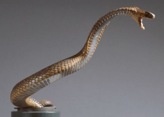 Le cobra égyptien se rencontre dans de nombreux pays africains.