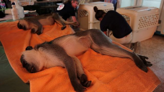 Спящие обезьяны