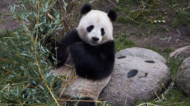Oso panda en un zoológico en Dinamarca.