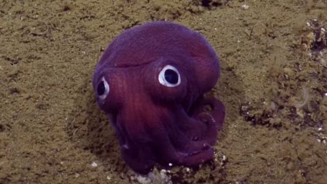 pulpo pulpito pareja de pulpos bajo el mar mar fondo del mar  animalitos animalitos marinos oceano ilustración de Stock  Adobe Stock