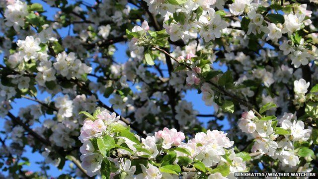 Gallery: Colours Of Spring - Bbc Weather