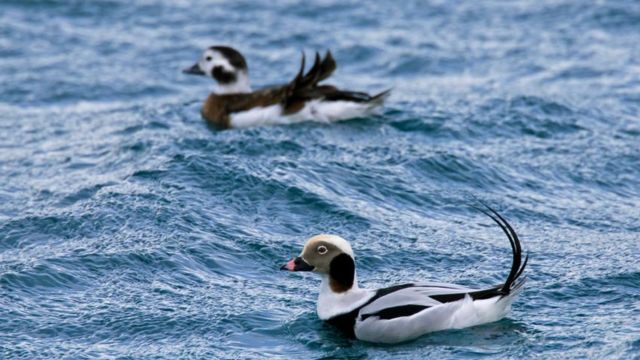 Floating googly eyes on a stick scare seabirds away from fishing