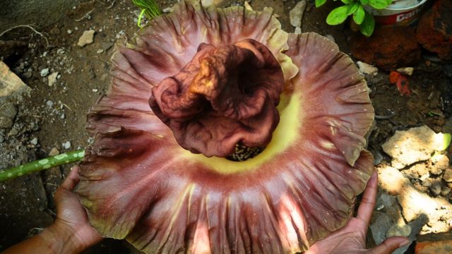 Bunga Bangkai Ditemukan Di Sukabumi Dan Kudus Bukan Tumbuhan Langka Bbc News Indonesia
